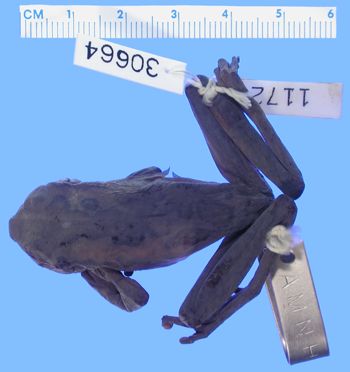 Media type: image; Herpetology A-30664